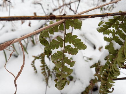 440x330  46 KB. Big one: 5312x3984  6663 KB