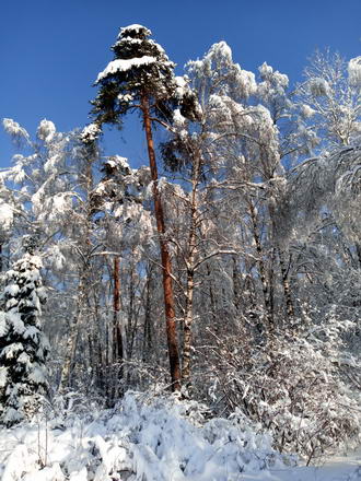 330x440  60 KB. Big one: 3456x4608  7631 KB