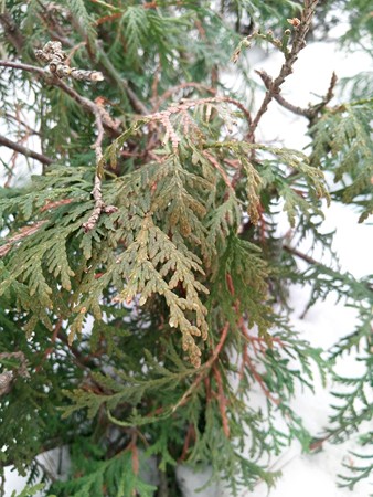 338x450  87 KB. Big one: 3888x5184  6295 KB