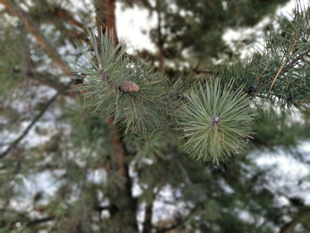 450x338  55 KB. Big one: 4032x3024  2843 KB