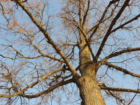 450x338  58 KB. Big one: 4032x3024  9386 KB