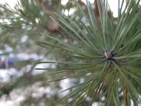 450x338  47 KB. Big one: 4032x3024  3226 KB