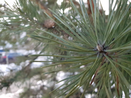 450x338  53 KB. Big one: 4032x3024  3335 KB