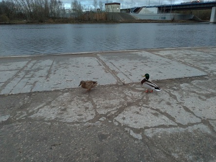 444x333  80 KB. Big one: 4032x3024  5857 KB