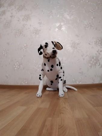 338x450  28 KB. Big one: 3264x2448  1891 KB