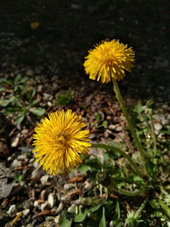 338x450  51 KB. Big one: 4672x3504  5352 KB