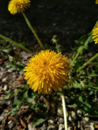 338x450  41 KB. Big one: 9344x7008  6501 KB