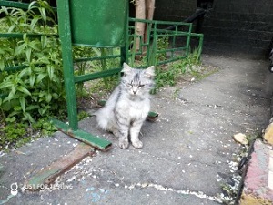 300x225  49 KB. Big one: 4032x3024  5133 KB