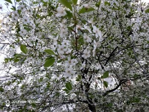 300x225  66 KB. Big one: 4032x3024  5632 KB