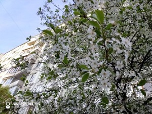 300x225  60 KB. Big one: 4032x3024  4997 KB