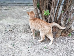 300x225  43 KB. Big one: 2448x3264  3406 KB