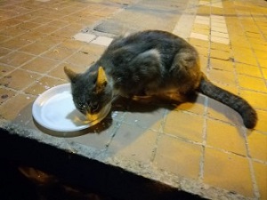 300x225  34 KB. Big one: 4032x3024  2407 KB