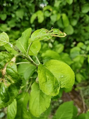 300x400  49 KB. Big one: 4032x3016  4651 KB