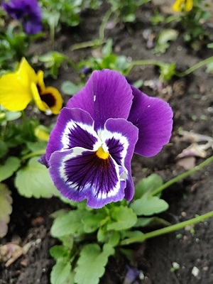 300x400  52 KB. Big one: 4032x3016  5447 KB