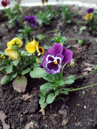 337x450  53 KB. Big one: 4032x3016  2486 KB