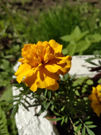 337x450  45 KB. Big one: 4032x3016  5383 KB