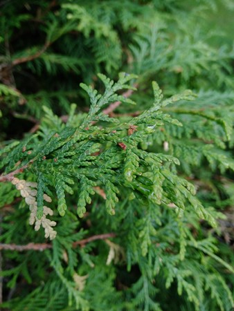 338x450  61 KB. Big one: 3120x4160  4462 KB