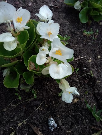 338x450  54 KB. Big one: 3120x4160  5092 KB