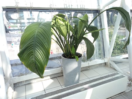 450x338  58 KB. Big one: 4160x3120  5124 KB