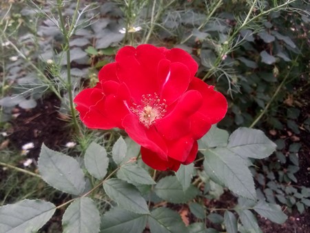 450x338  50 KB. Big one: 4096x3072  3365 KB