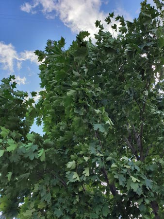 338x450  48 KB. Big one: 3024x4032  4737 KB