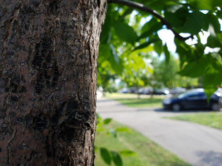 450x338  57 KB. Big one: 4032x3024  3888 KB