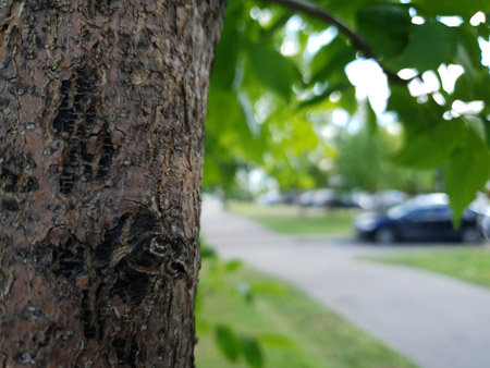 450x338  51 KB. Big one: 4032x3024  3525 KB