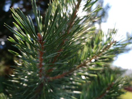 450x338  58 KB. Big one: 4032x3024  3748 KB