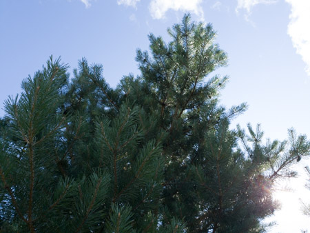 450x338  55 KB. Big one: 4032x3024  5187 KB