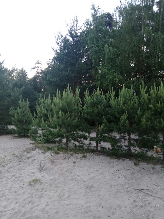 337x450  74 KB. Big one: 1620x2160  1201 KB