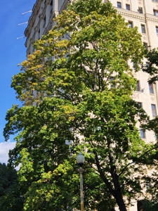 225x300  59 KB. Big one: 3456x4608  6486 KB