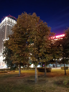 225x300  36 KB. Big one: 3024x4032  4537 KB