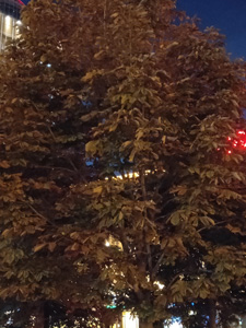 225x300  38 KB. Big one: 3456x4608  3431 KB