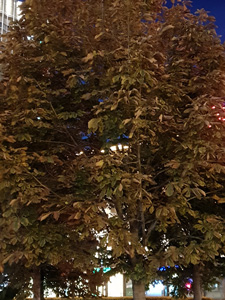 225x300  46 KB. Big one: 3024x4032  3319 KB