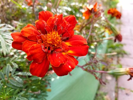 450x338  68 KB. Big one: 4672x3504  4305 KB