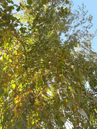 338x450  52 KB. Big one: 4248x5664  9695 KB