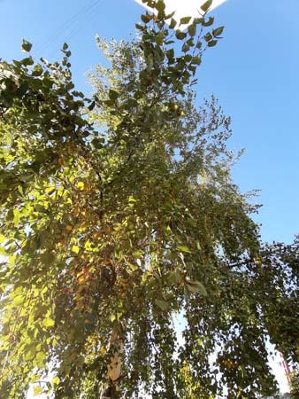 338x450  55 KB. Big one: 2448x3264  4594 KB