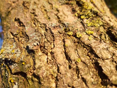 450x338  48 KB. Big one: 5664x4248  7570 KB