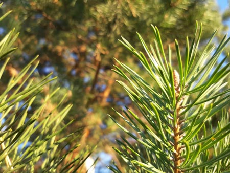 450x338  52 KB. Big one: 5664x4248  6565 KB