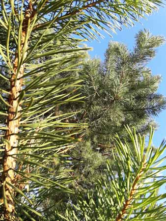 338x450  50 KB. Big one: 2448x3264  5290 KB