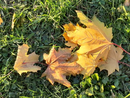 450x338  55 KB. Big one: 5664x4248  8596 KB