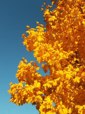 338x450  52 KB. Big one: 4248x5664  6906 KB