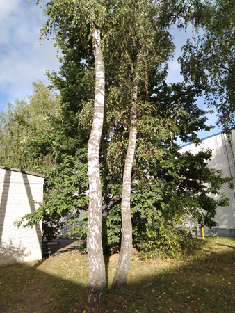 338x450  111 KB. Big one: 3120x4160  7065 KB