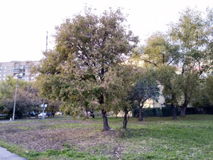 300x225  40 KB. Big one: 4160x3120  4738 KB