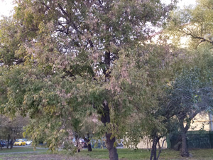 300x225  46 KB. Big one: 4160x3120  5593 KB