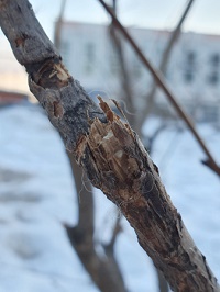 200x266  31 KB. Big one: 3024x4032  2168 KB