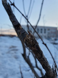 200x266  31 KB. Big one: 3024x4032  2333 KB