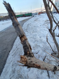 200x266  40 KB. Big one: 3456x4608  5014 KB