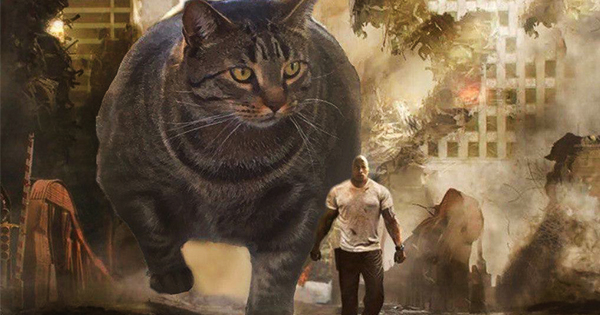 Картинки по запросу жирный  кот